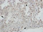 PCDHGC4 Polyclonal Antibody