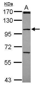 PCDHGC4 Antibody in Western Blot (WB)