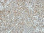 PCDHGB5 Polyclonal Antibody