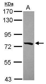 PCDHGB5 Antibody in Western Blot (WB)