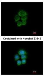 PCDHGA6 Polyclonal Antibody