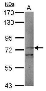 PCDHB11 Antibody in Western Blot (WB)