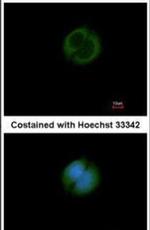 GRAMD1B Antibody in Immunocytochemistry (ICC/IF)