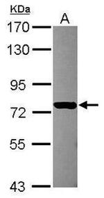 GRAMD1B Antibody in Western Blot (WB)