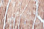 FBXL17 Antibody in Immunohistochemistry (Paraffin) (IHC (P))
