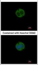 NPEPL1 Polyclonal Antibody