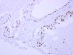 NPEPL1 Antibody in Immunohistochemistry (Paraffin) (IHC (P))