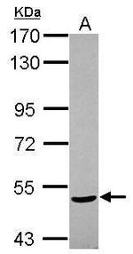NPEPL1 Antibody in Western Blot (WB)