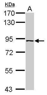 PLEKHH3 Antibody in Western Blot (WB)