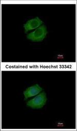 RUFY1 Polyclonal Antibody