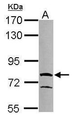 RUFY1 Antibody in Western Blot (WB)