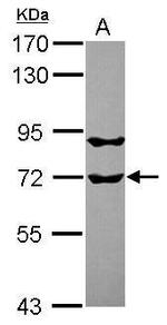 RUFY1 Antibody in Western Blot (WB)