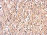 SPRY4 Antibody in Immunohistochemistry (Paraffin) (IHC (P))