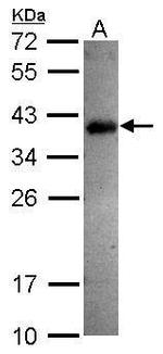 SPRY4 Antibody in Western Blot (WB)