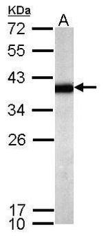 SPRY4 Antibody in Western Blot (WB)