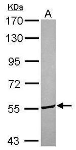 ITFG3 Antibody in Western Blot (WB)