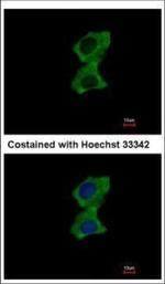 ZNF598 Antibody in Immunocytochemistry (ICC/IF)