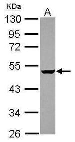 GABPB2 Polyclonal Antibody
