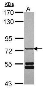 SNX33 Antibody in Western Blot (WB)