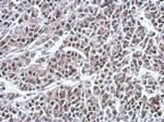 RNF180 Antibody in Immunohistochemistry (Paraffin) (IHC (P))
