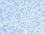 SALF Polyclonal Antibody