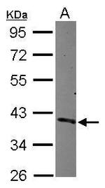 Cdc37L1 Antibody in Western Blot (WB)