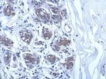 UBE2O Antibody in Immunohistochemistry (Paraffin) (IHC (P))