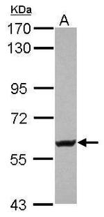 KV4.2 (KCND2) Polyclonal Antibody