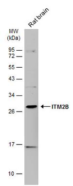 ITM2B Antibody in Western Blot (WB)