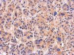 NTAN1 Antibody in Immunohistochemistry (Paraffin) (IHC (P))