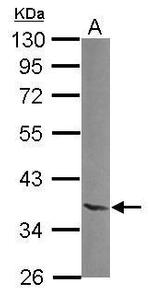 NTAN1 Antibody in Western Blot (WB)