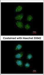 PIWIL4 Polyclonal Antibody