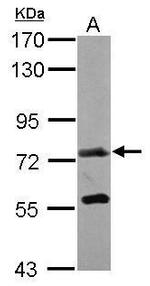 GALNT7 Antibody in Western Blot (WB)