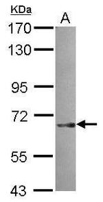 SNX18 Antibody in Western Blot (WB)