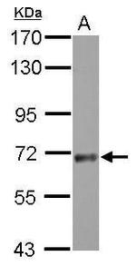 SNX18 Antibody in Western Blot (WB)
