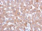 SNX18 Antibody in Immunohistochemistry (Paraffin) (IHC (P))