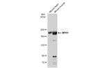 MYH1 Antibody in Western Blot (WB)