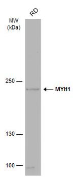 MYH1 Antibody in Western Blot (WB)