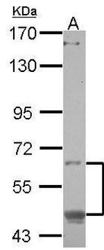 CREB3L1 Antibody in Western Blot (WB)
