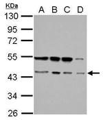 RBM22 Antibody in Western Blot (WB)