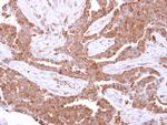 GSTK1 Antibody in Immunohistochemistry (Paraffin) (IHC (P))