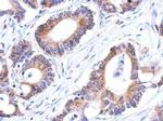 GSTK1 Antibody in Immunohistochemistry (Paraffin) (IHC (P))