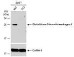 GSTK1 Antibody in Western Blot (WB)