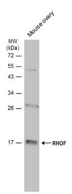RhoF Antibody in Western Blot (WB)