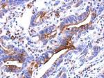 RhoF Antibody in Immunohistochemistry (Paraffin) (IHC (P))