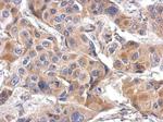 LILRA4 Polyclonal Antibody