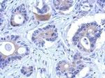 ENOSF1 Antibody in Immunohistochemistry (Paraffin) (IHC (P))