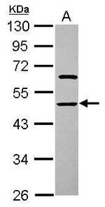 ENOSF1 Antibody in Western Blot (WB)