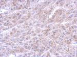 Annexin A8 Antibody in Immunohistochemistry (Paraffin) (IHC (P))