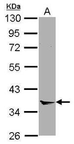 Annexin A8 Antibody in Western Blot (WB)